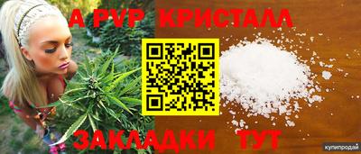 спиды Гай